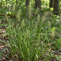 Bottlebrush Grass, Ornamental Grass Seed