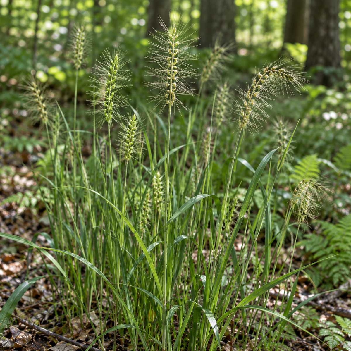 Bottlebrush Grass, Ornamental Grass Seed