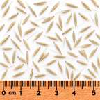 Bottlebrush Grass, Ornamental Grass Seed
