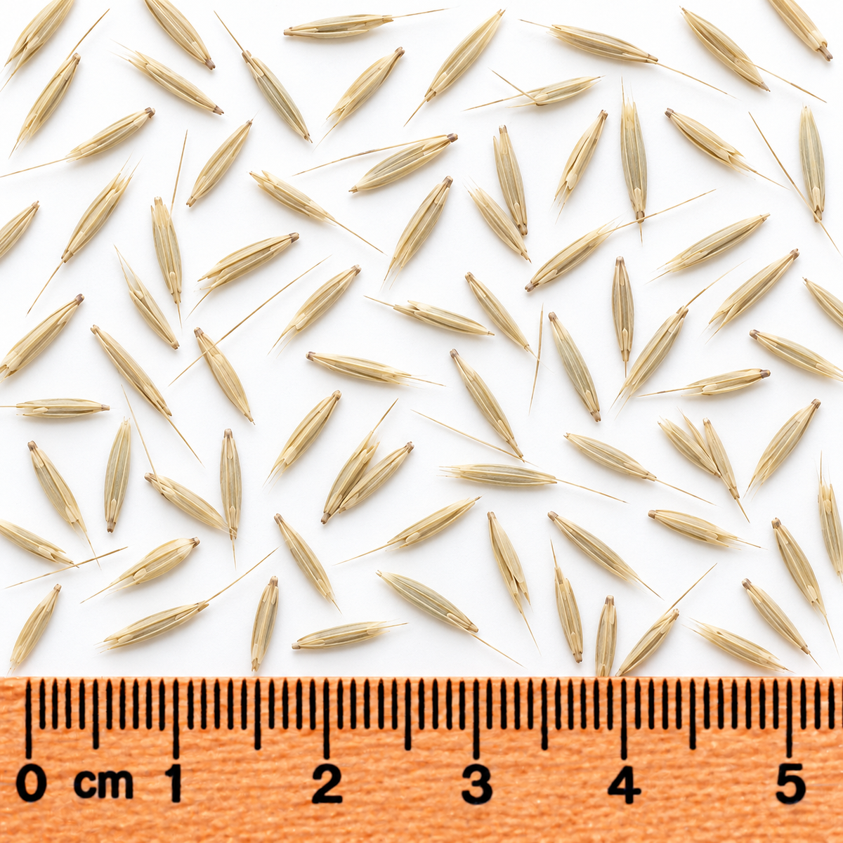 Bottlebrush Grass, Ornamental Grass Seed