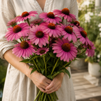 Bravado, Coneflower Seed