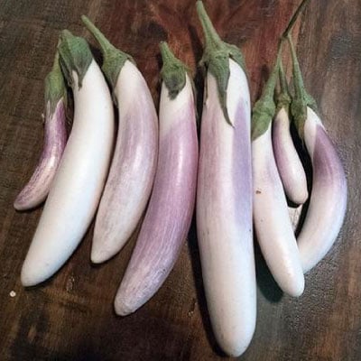 Bride, (F1) Eggplant Seeds