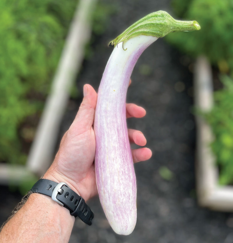Bride, (F1) Eggplant Seeds