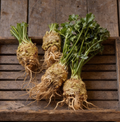 Brilliant, Celeriac Seeds