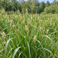 Broad-leaved Woolly Sedge, Carex Seed