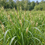 Broad-leaved Woolly Sedge, Carex Seed