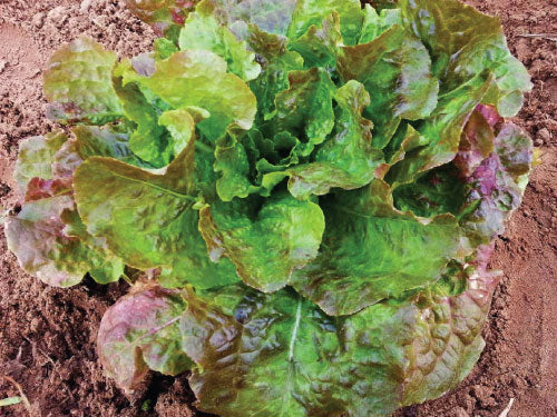 Bronze Mignonette, Lettuce Seeds