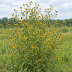 Brown-eyed Susan, Rudbeckia Seeds