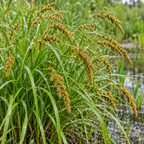 Brown Fox Sedge, Carex Seed