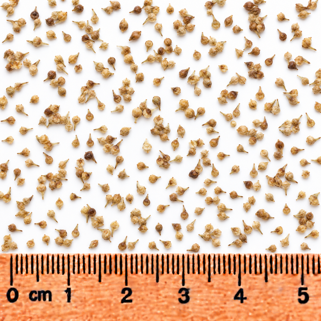 Brown Fox Sedge, Carex Seed