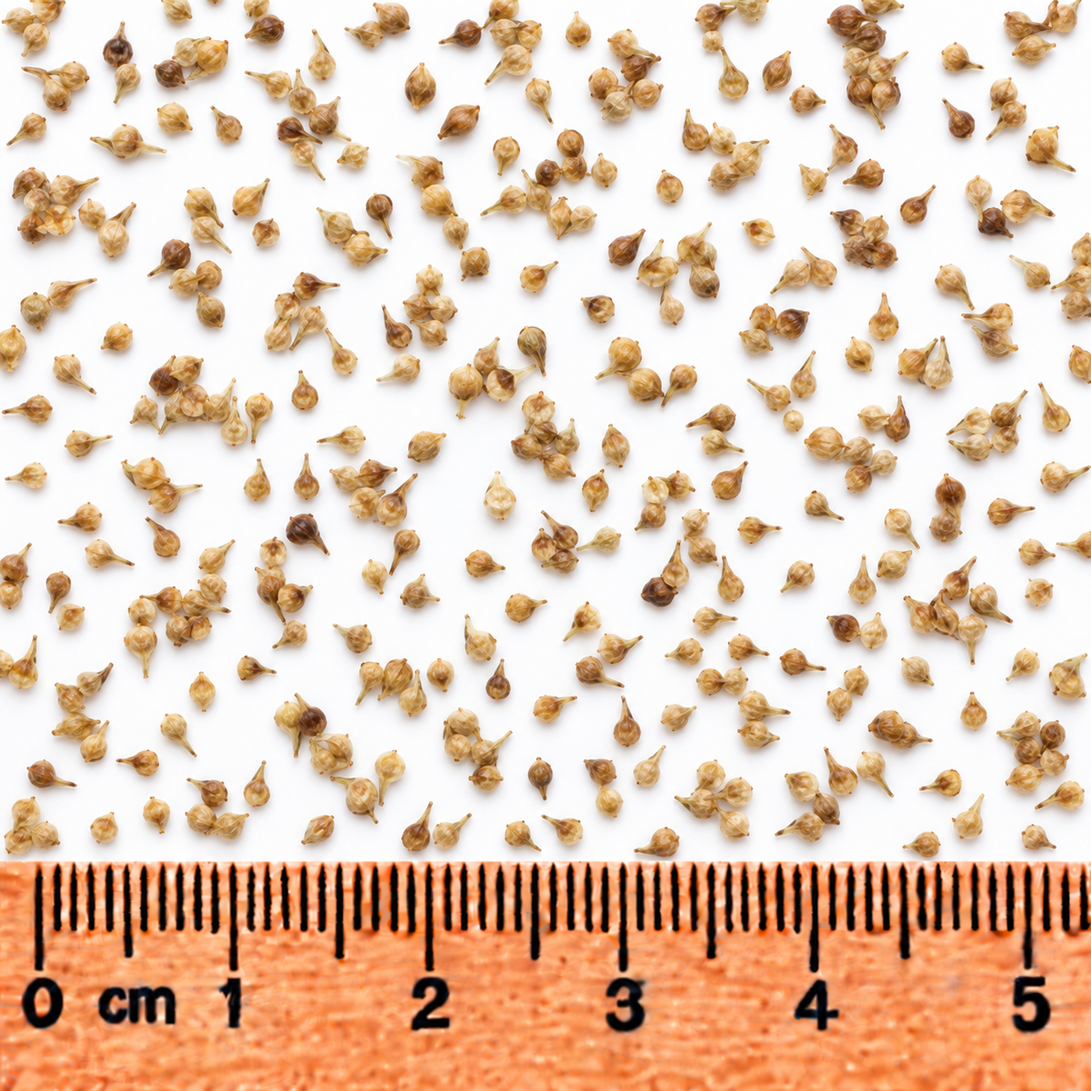 Brown Fox Sedge, Carex Seed