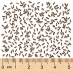 Brown-eyed Susan, Rudbeckia Seed
