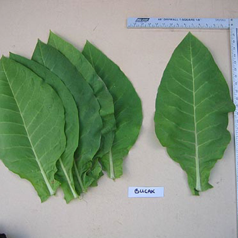 Bucak, Tobacco Seed