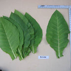 Bucak, Tobacco Seed