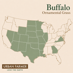 Buffalo, Ornamental Grass Seed