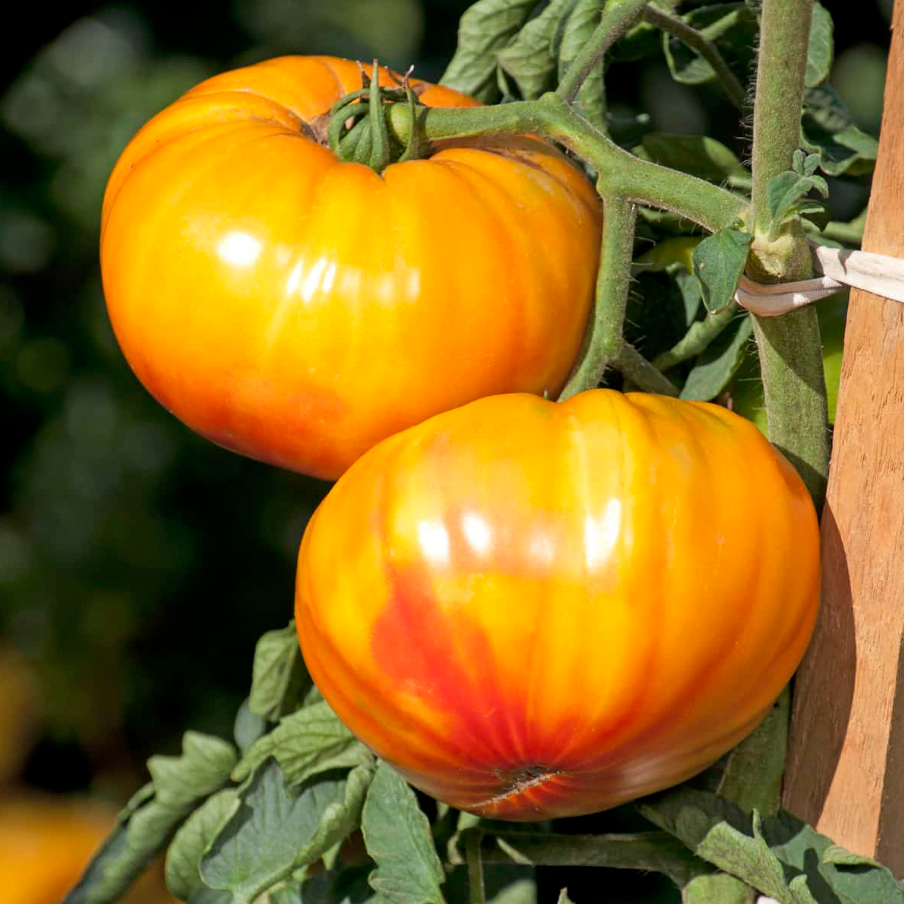 Buffalosun, (F1) Tomato Seeds