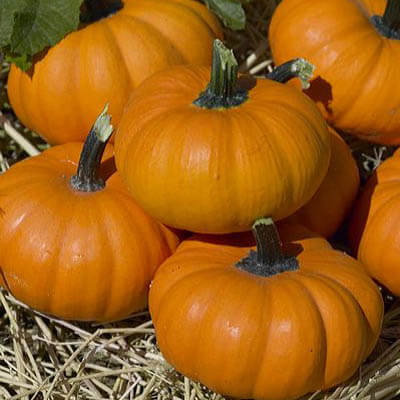 Bumpkin, (F1) Organic Pumpkin Seeds