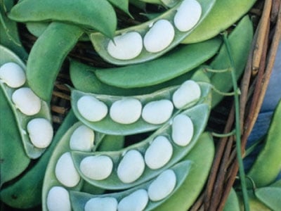 Burpee Improved Bush Lima, Bean Seeds