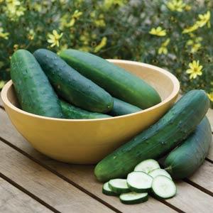 Burpee Hybrid II, (F1) Cucumber Seeds