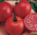 Burpee's Bush Big Boy, (F1) Tomato Seeds