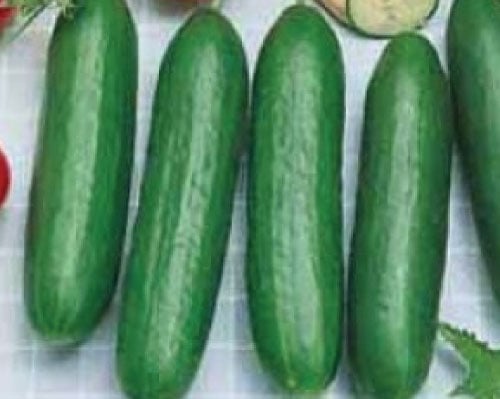 Burpless Bush Slicer, (F1) Cucumber Seeds
