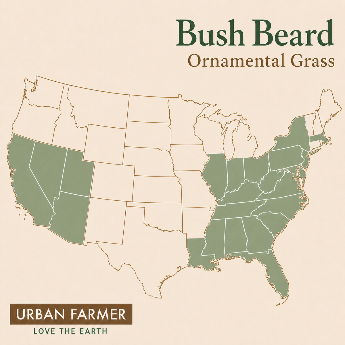Bush Beard ornamental grass native map