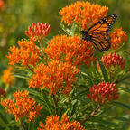 Butterfly Milkweed monarch bloom