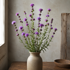 Button, Blazing Star Seed