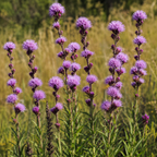 Button, Blazing Star Seed