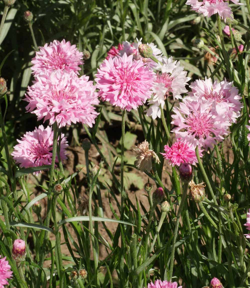 Tall Pink, Centaurea Seeds