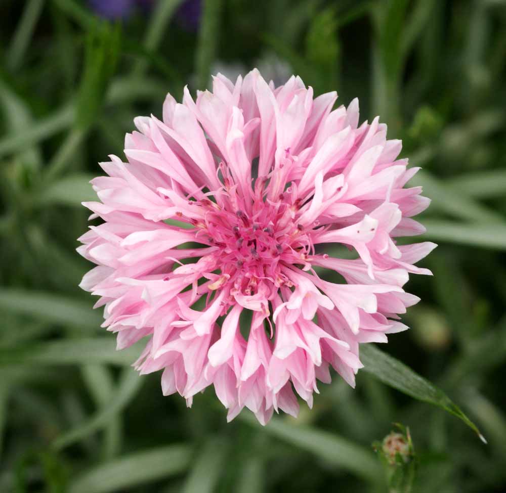 Tall Pink, Centaurea Seeds