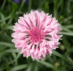 Tall Pink, Centaurea Seeds