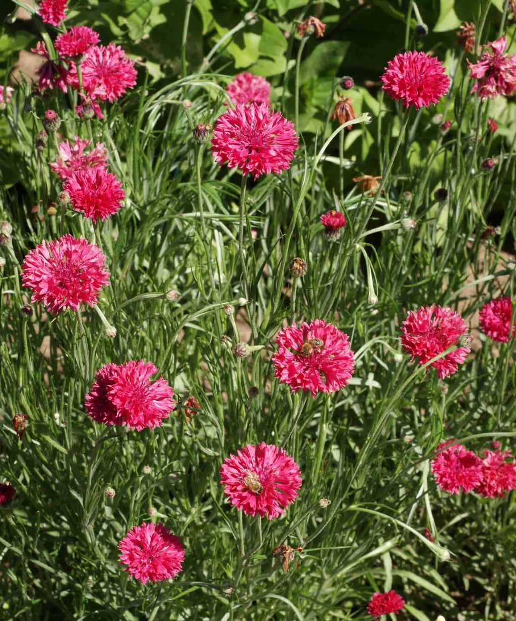 Tall Red, Centaurea Seeds