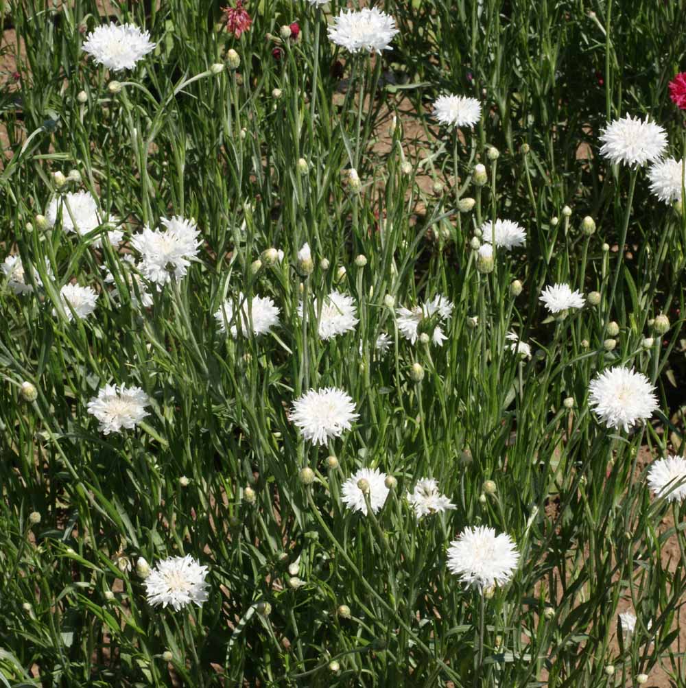 Tall White, Centaurea Seeds