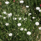 Tall White, Centaurea Seeds