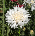 Tall White, Centaurea Seeds