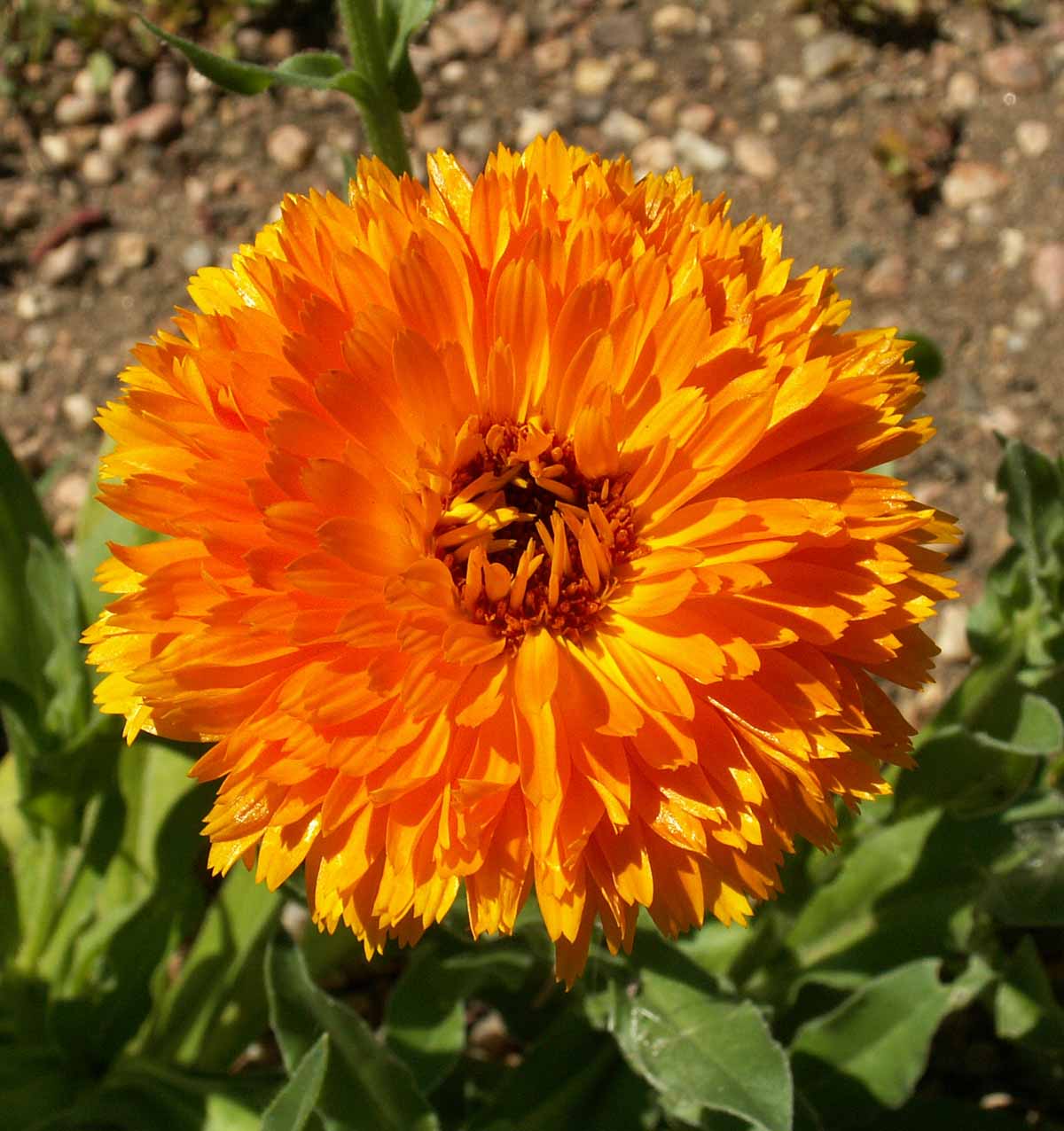 Balls Orange, Calendula Seeds
