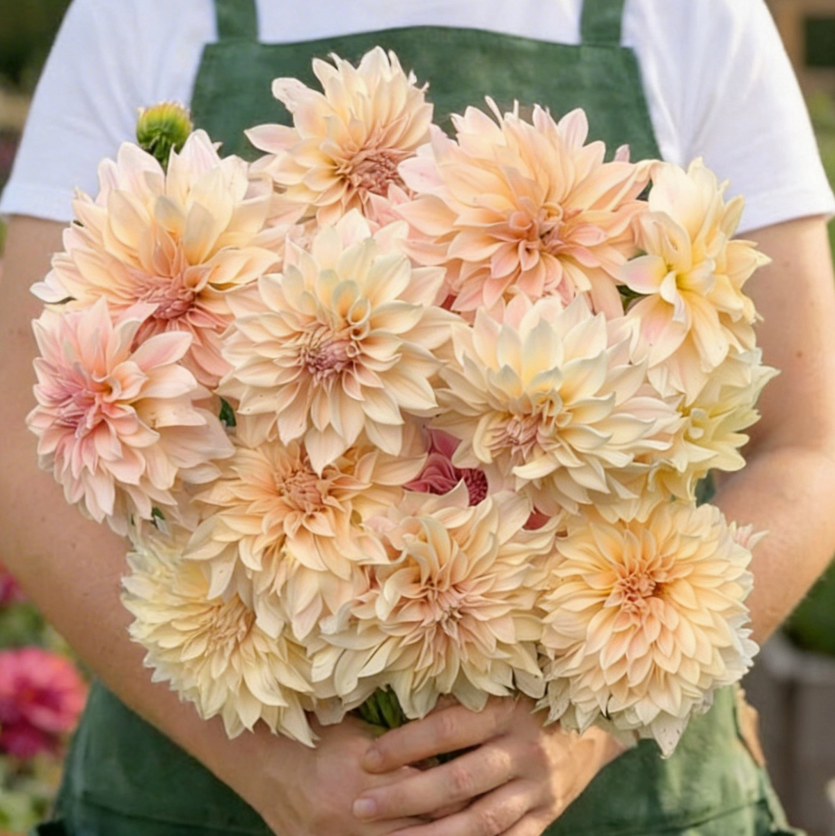 Cafe au Lait, Dahlia Tubers