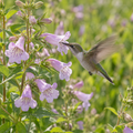 Calico Beardtongue, Penstemon Seeds