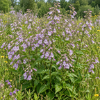 Calico Beardtongue, Penstemon Seed