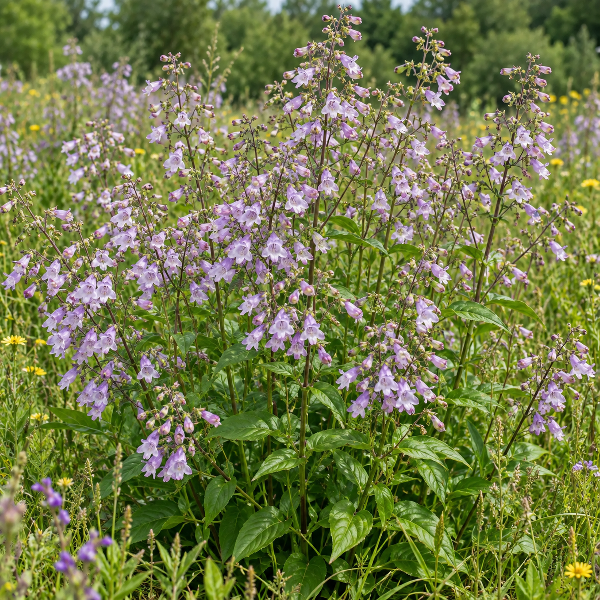 Calico Beardtongue, Penstemon Seed