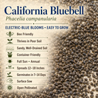 California Bluebell growing attributes