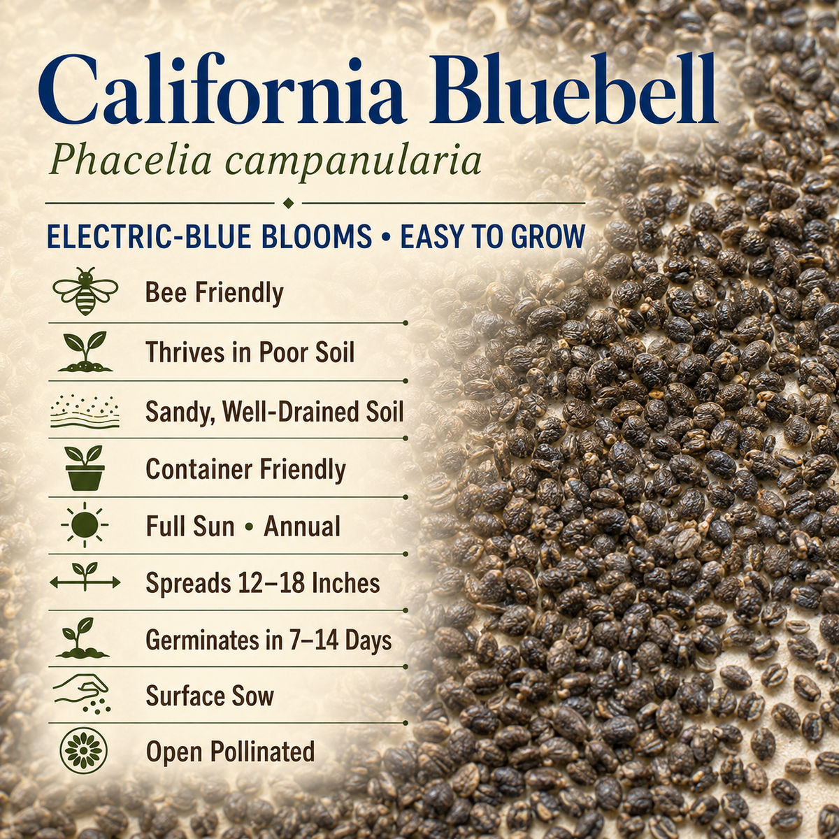 California Bluebell growing attributes
