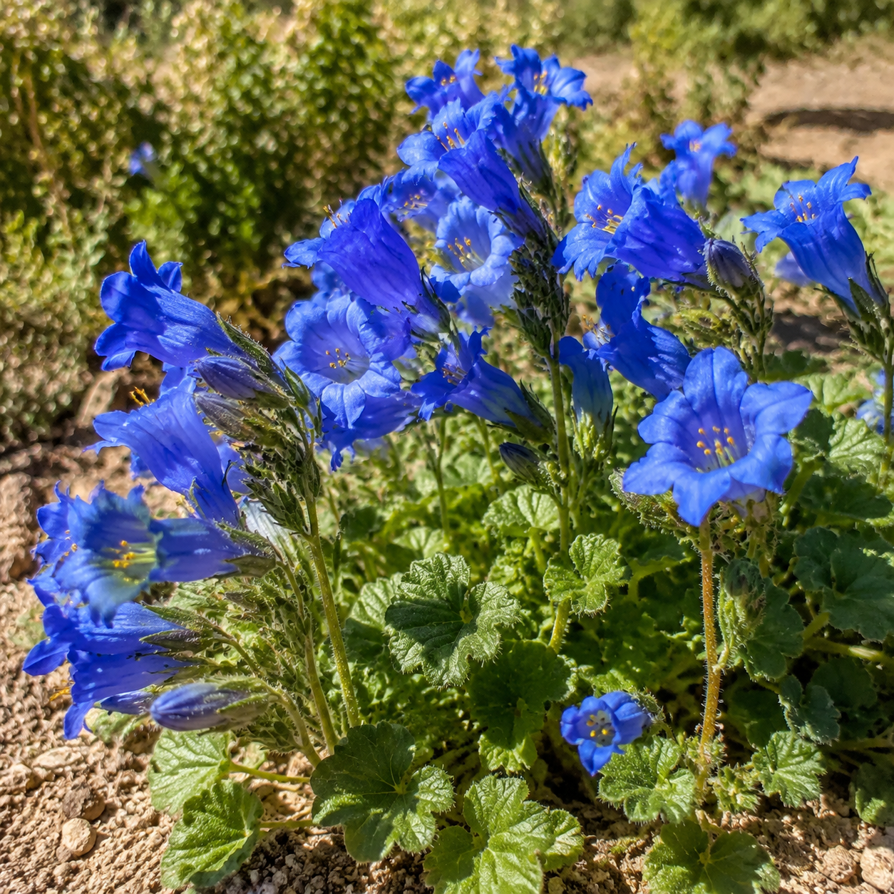 California Bluebell plant