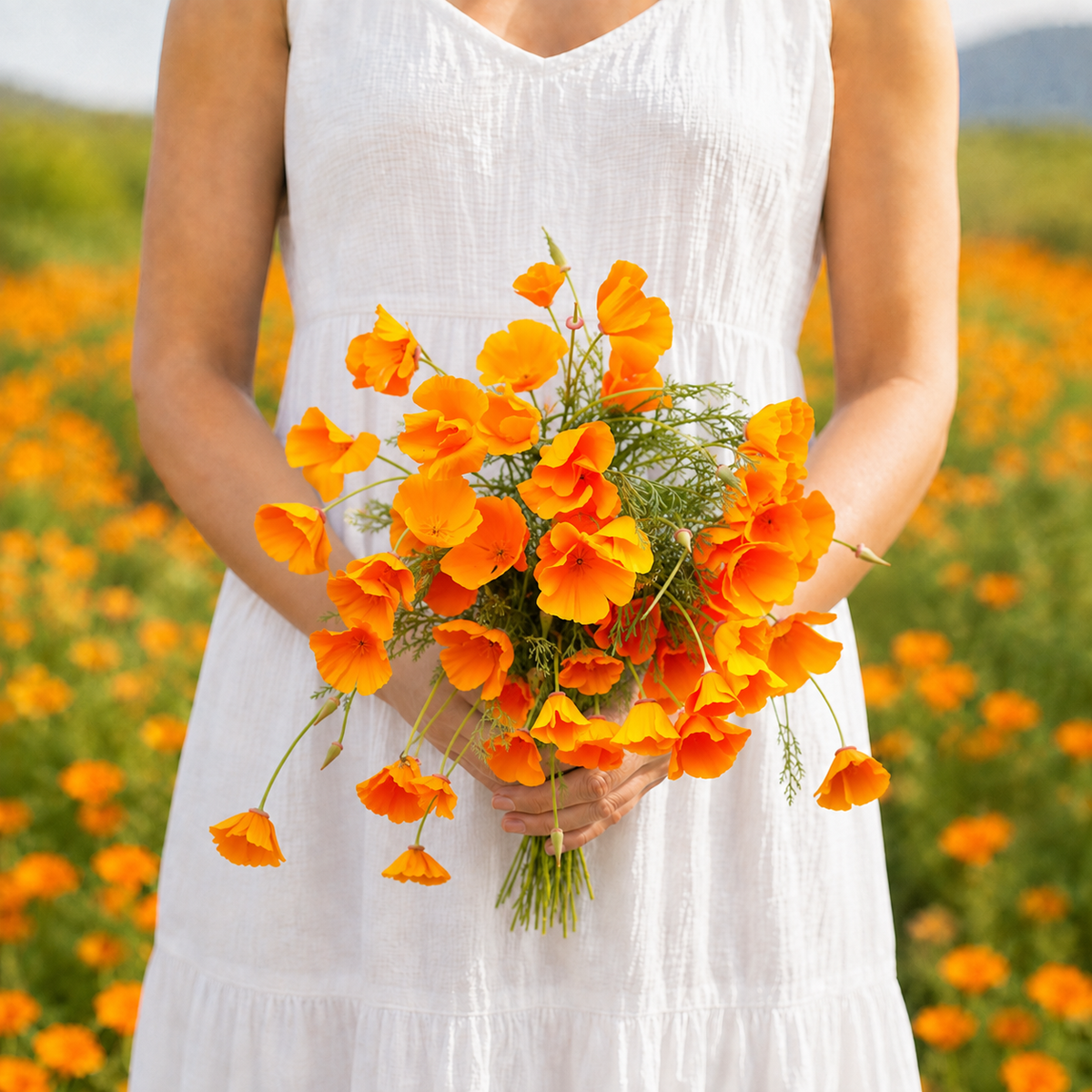 California Poppy cut flower