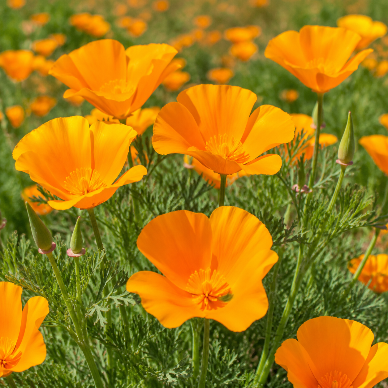 California Poppy plant