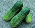 Calypso, (F1) Cucumber Seeds