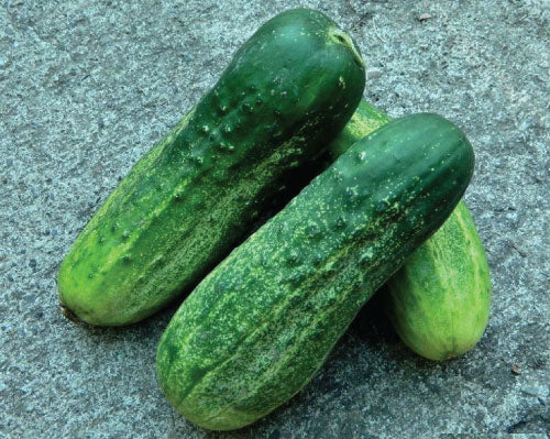 Calypso, (F1) Cucumber Seeds