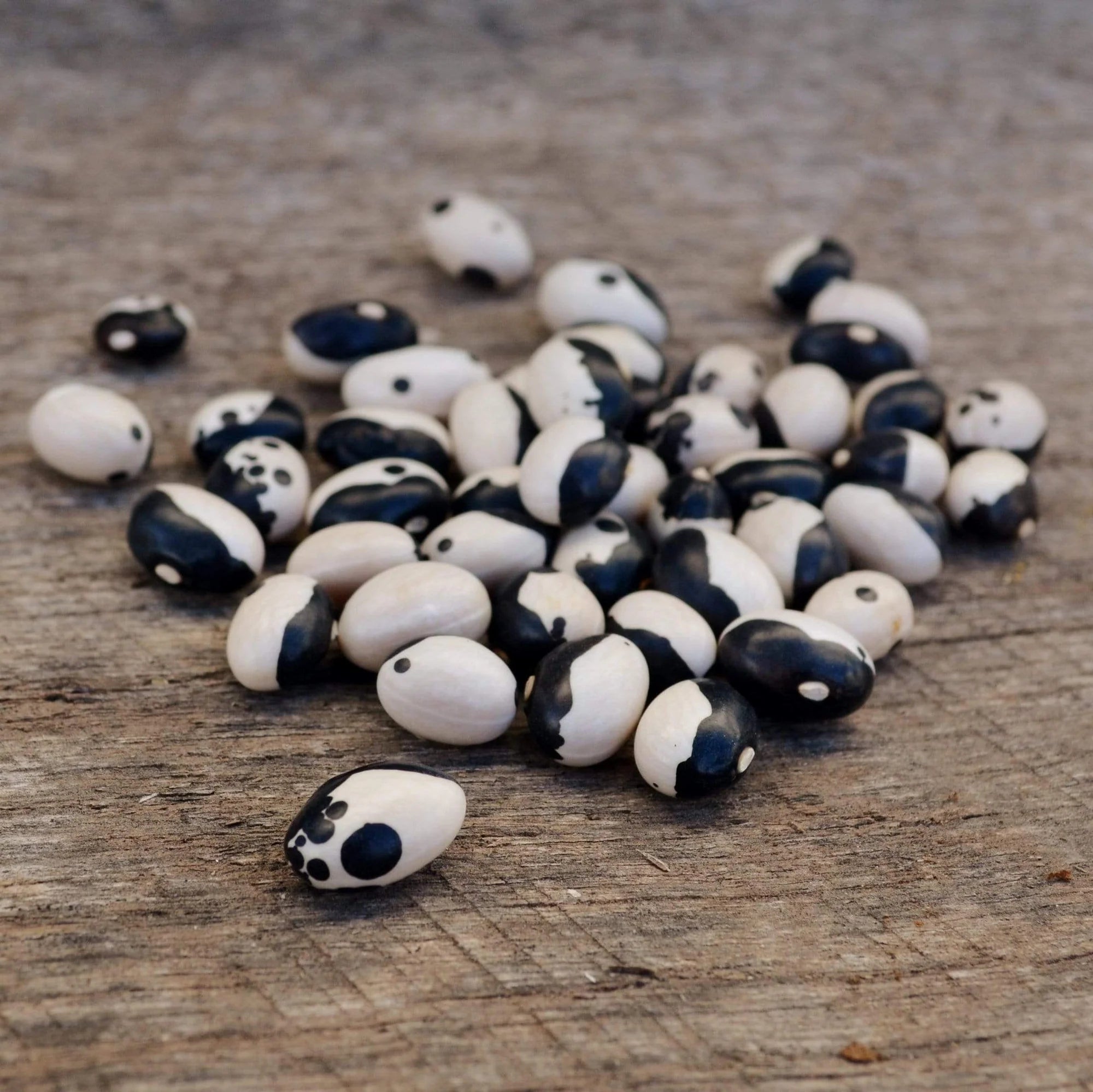 Calypso, Bean Seeds