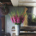 Camelot Rose, (F1) Digitalis Seeds